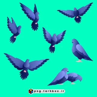 وکتور کبوترها با حالت های مختلف PNG